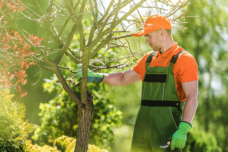 Man from tree service taking care of a tree 